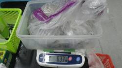 白浜町椿でヤエン釣りの釣果