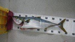 すさみの地磯ルアーでメジロの釣果