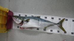 すさみの地磯ルアーでメジロの釣果