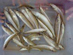 【本日は雨でした…】埴田で投げ釣り　キス25匹