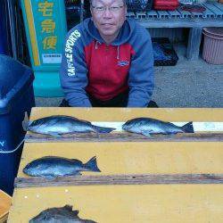 渡船を使っての磯釣り釣果　グレ釣れています★