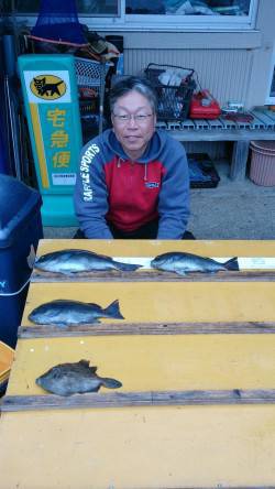 渡船を使っての磯釣り釣果　グレ釣れています…