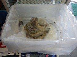 田辺元島ニシ～デシマ付近でエギングでタコの釣果