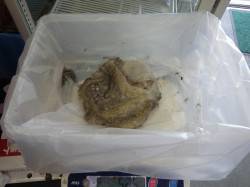 田辺元島ニシ～デシマ付近でエギングでタコの…