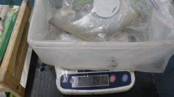 串本の和深にてアオリイカ1.44kg&1.41kg