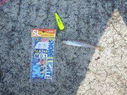 みなべ埴田(はねた)でキスの釣果〜そろそろシーズンですね♪