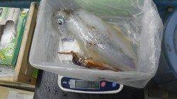 日置にてヤエン釣り、アオリイカ1.45ｋｇの釣果