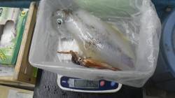 日置にてヤエン釣り、アオリイカ1.45ｋｇ…