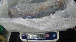 アオリイカ2.13kg頭に3バイ、白浜町椿にてヤエン釣り