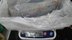 アオリイカ2.13kg頭に3バイ、白浜町椿…