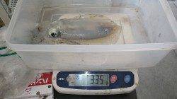 【17日】田辺芳養新港にてエギング