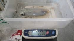 【17日】田辺芳養新港にてエギング