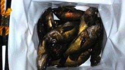 りんくうでメバリング〜満潮の潮止まりまでコンスタントに大型が♪