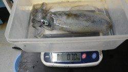 すさみ漁港で少年がヤエン釣り〜大きなイカで楽しかった！