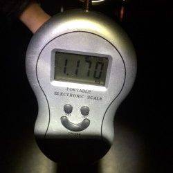 すさみ漁港　夜釣りのヤエンでアオリイカ1.1kg