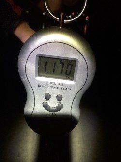 すさみ漁港　夜釣りのヤエンでアオリイカ1.1kg