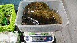 白浜椿の見草でアオリイカ、雨後の濁り心配でしたがクリアでした