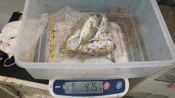 みなべでエギング・アジング　惜しくもキロアップ届かず;