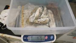 みなべでエギング・アジング　惜しくもキロア…