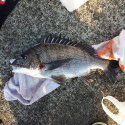 芳養新波止での紀州釣り釣果〜チヌ49cm頭に5枚