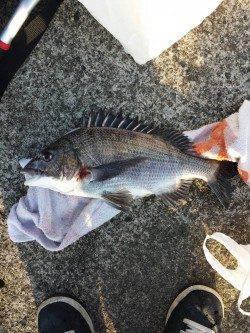 芳養新波止での紀州釣り釣果〜チヌ49cm頭に5枚