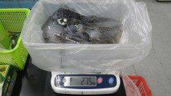 白浜町椿でヤエン釣りの釣果