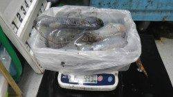 アオリイカ2.13kg頭に3バイ、白浜町椿にてヤエン釣り