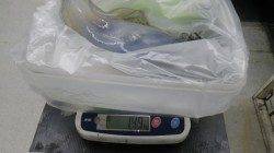 白浜町見草ヤエンでアオリイカ1.49kg〜今年初アオリです