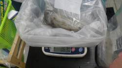 白浜見草地磯　ヤエンでアオリイカ3バイの釣…