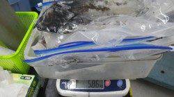 見草ブリマにて初ヤエン釣り、最大1.52kg筆頭に合計7杯Ｇｅｔ！