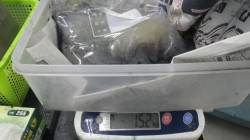 見草ブリマにて初ヤエン釣り、最大1.52k…