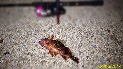 垂水漁港〜オフセットフック使用のスプリットでガシラ狙い