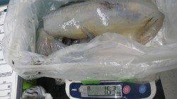 椿のヤエン釣りでアオリイカ〜1.63kg5ハイ！