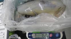 椿のヤエン釣りでアオリイカ〜1.63kg5…