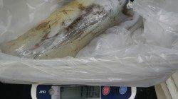 椿地磯にてヤエンでアオリイカ1.7kg