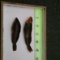 須磨の投げ釣りでアイナメ、本命カレイは次回リベンジ・・・