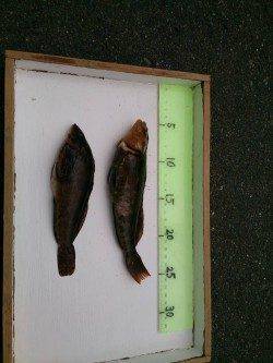 須磨の投げ釣りでアイナメ、本命カレイは次回リベンジ・・・