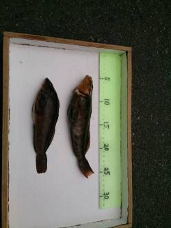 須磨の投げ釣りでアイナメ、本命カレイは次回…