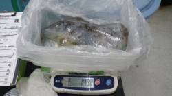 キロオーバー２ハイ！白浜町日置にてヤエン釣…