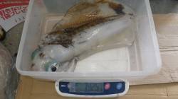 堺漁港ヤエンでアオリイカ1425ｇ、初のキ…