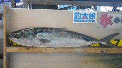 みなべ地磯・カンスにてフカセでメジロ73cm！