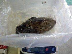 元島堤防　ヤエンでアオリイカ＆コウイカ