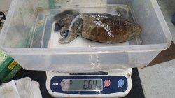 日置志原磯にてエギングでコウイカの釣果