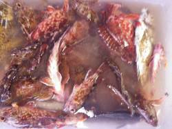 堺漁港で根魚大漁！