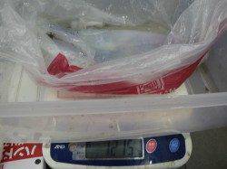 岩代でヤエン釣り　アオリ1790g&1215g