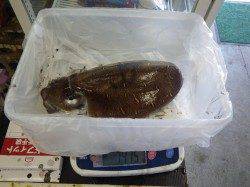 グッドサイズのコウイカに満足！ 堺漁港のエギングで1415ｇ&325ｇ