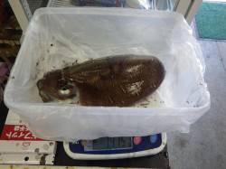 グッドサイズのコウイカに満足！ 堺漁港のエ…