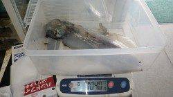 みなべ堺グランド横テトラにてヤエンでキロUPアオリイカ