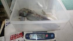 みなべ堺グランド横テトラにてヤエンでキロU…