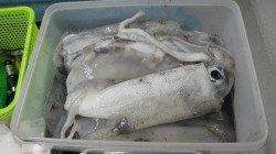 すさみでヤエン釣り、アオリイカ6杯